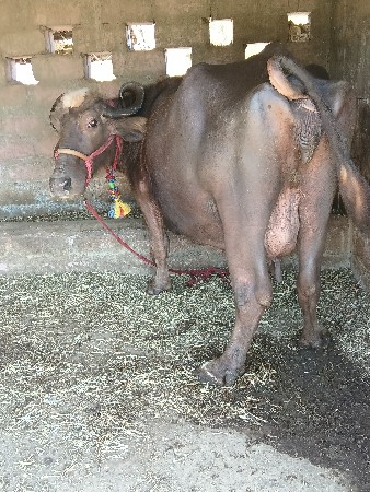 थंबनेल 3