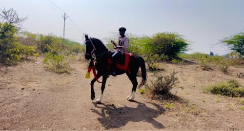 ઘોડા ના સાટા