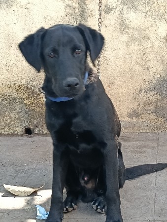 કુતરોવેસવાનોસે