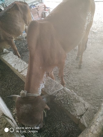 હોડકી વેચવાની છે