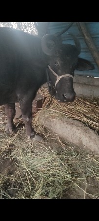 थंबनेल 3