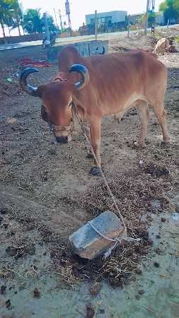 थंबनेल 3