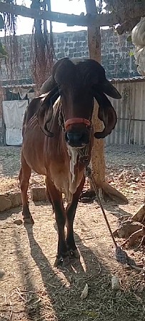ગીર ભગરી ગાય વેચવાની છે