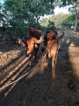 બળદ બેસવાના છે