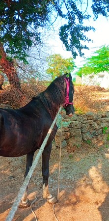 ઘોડો ઘોડી