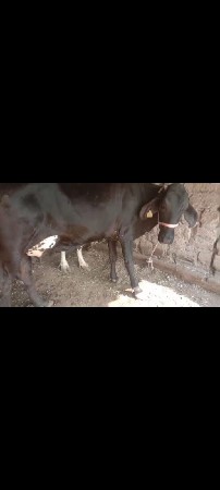 જર્સી ગાય વેચવાની છે