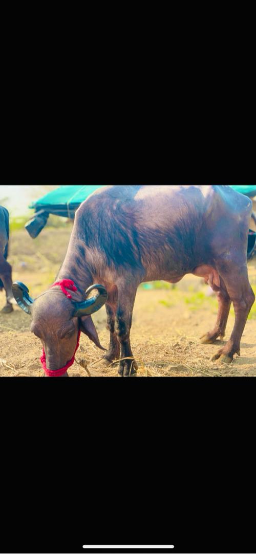 થંબનેલ 2