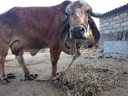 2 વેતર   કિંમત 60. હજાર