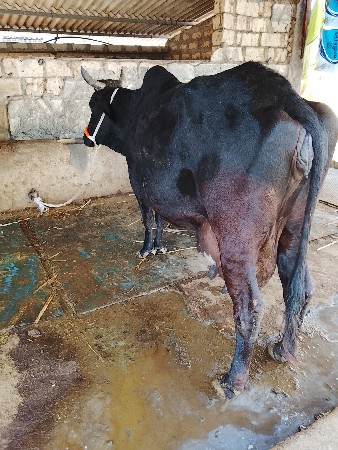 थंबनेल 5