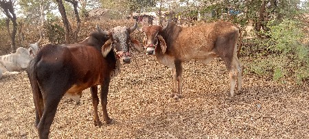 Jila Junagarh Santali ko