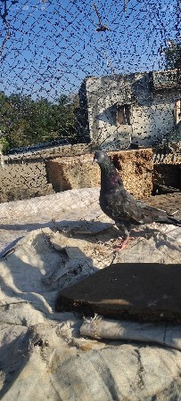 થંબનેલ 2