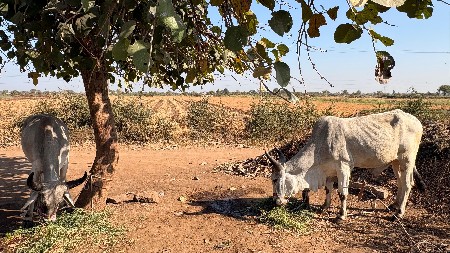 ગોઢલા વેચવાના છે.
