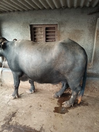 1.15નીવિયાની