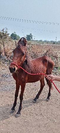 original khatiyavadi vacheron
