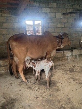 ગાય વેશવાની છે