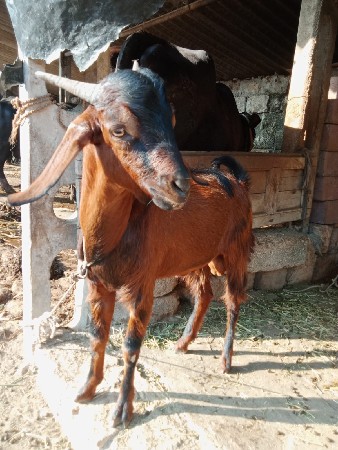 બે બકરા વેશવાના છે