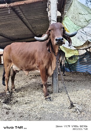 થંબનેલ 3