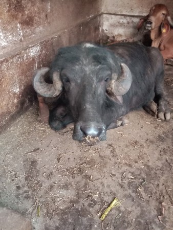 વેચવાની