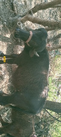 1 પાડી 1 ગાય વેસવાની છે