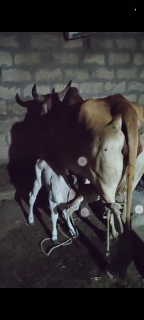 थंबनेल 4