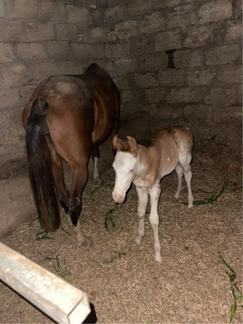 ધોડી અને વસેરો બેય આપી દેવાના છે એક આંખે નથી દેખાતું