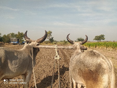 ગોઢલા વેચવાના છે