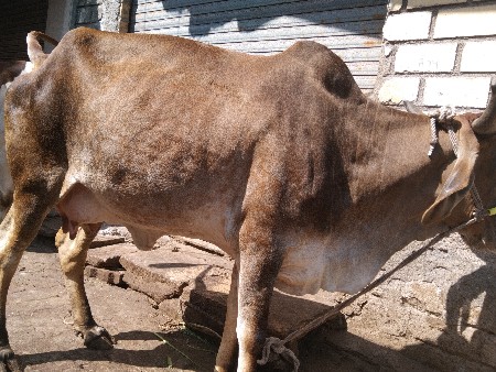 દેશી ગાય વેચવાની છે