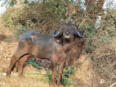 थंबनेल 2