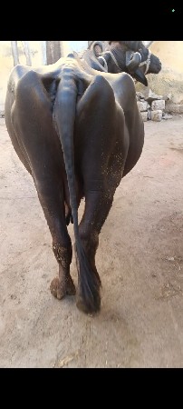 थंबनेल 3