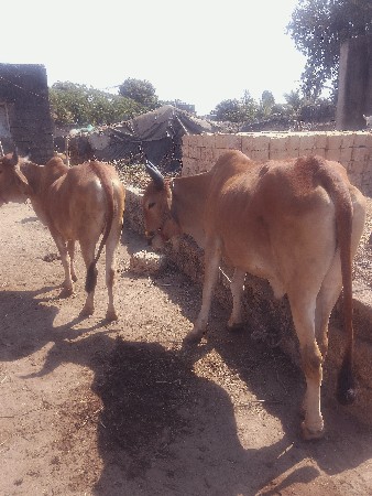 થંબનેલ 3