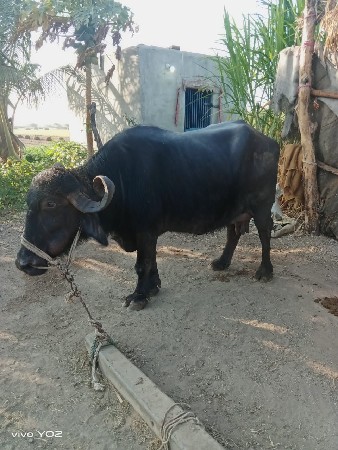 थंबनेल 2