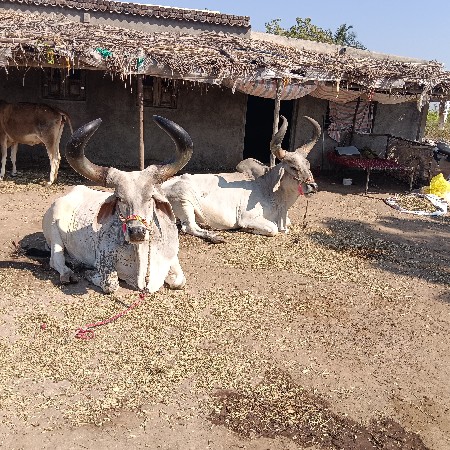 બળદ‌ વેચવાનાછે