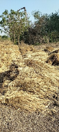 જુવાર ની નીરણ વેચવાની છે