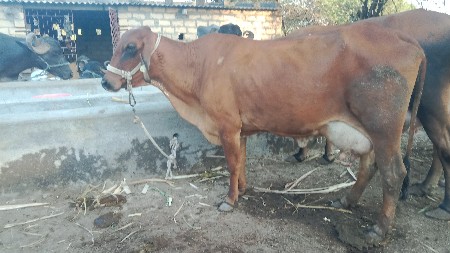 બીજું વેતર ક્રોસ જરસી