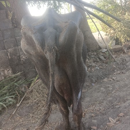 ભેંસ વેચવાની છે