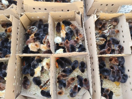 થંબનેલ 2