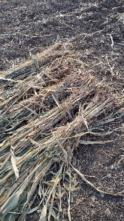 સાર વેસવાની છે ૩ હજાર પૂરા