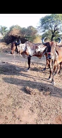 {બે વાવણી કરેલ બળદ દેવાના છે}