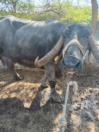 થંબનેલ 2