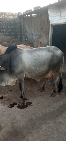 ગાય વેચવાની છે.