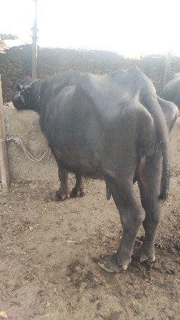 ભેંસ વેચવાની છે