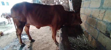 थंबनेल 2