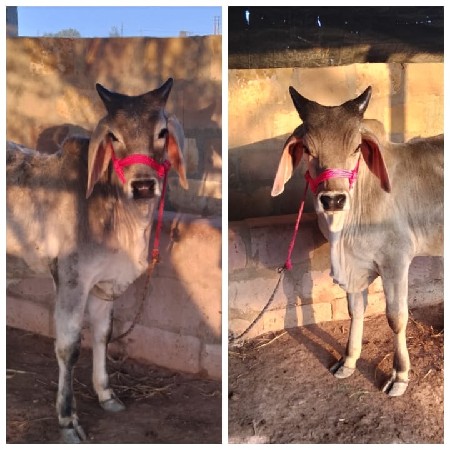 थंबनेल 3