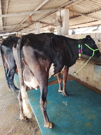 थंबनेल 4