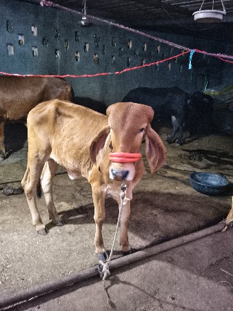 ફ્રીરી માં ચ3 કોઈ સાચવે એમ હોય