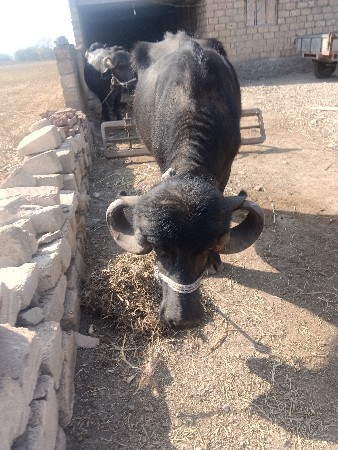 ખળેલી વેચવાની છે