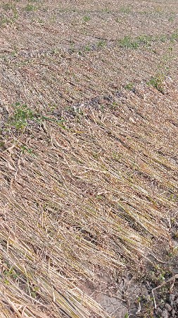 જુવાર નીરણ