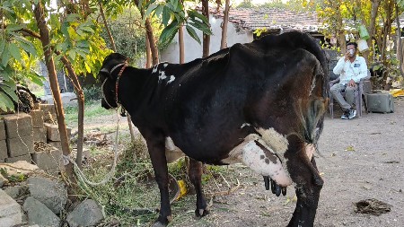 જર્સી ગાય વેસવાની છે