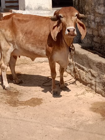 સૂવર્ણ કપીલા ગીર ગાય