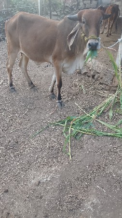 ગાય વેચવાની છે